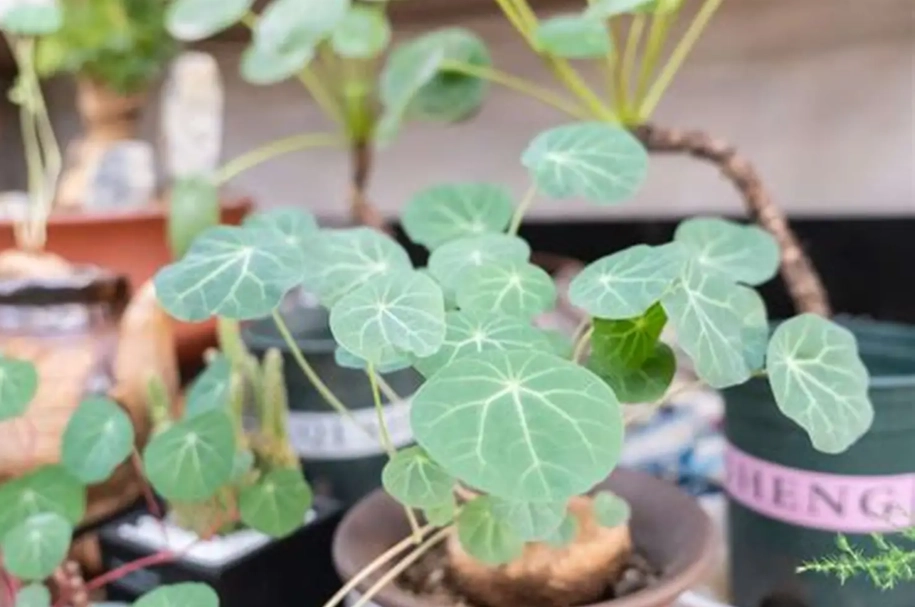 山烏龜休眠 山烏龜休眠